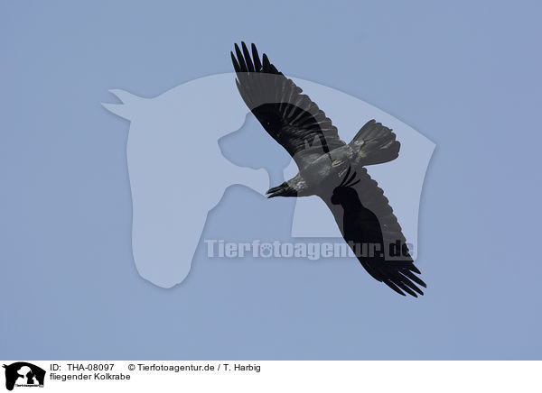 fliegender Kolkrabe / flying Northern Raven / THA-08097