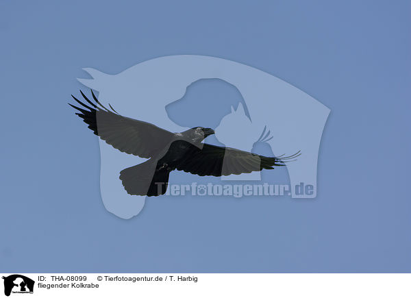 fliegender Kolkrabe / flying Northern Raven / THA-08099