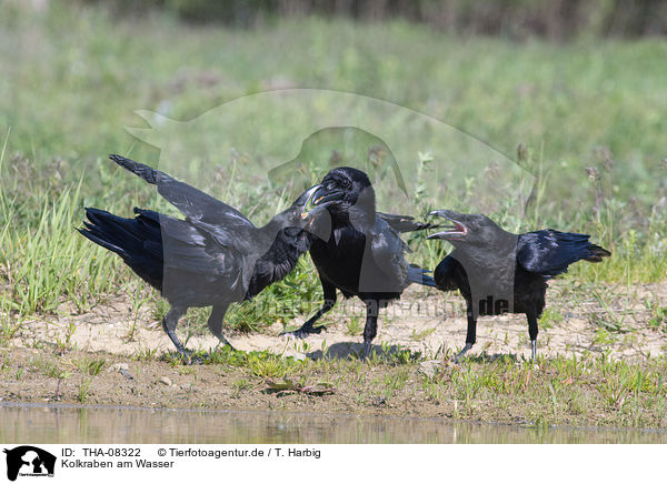 Kolkraben am Wasser / Northern Ravens at the water / THA-08322