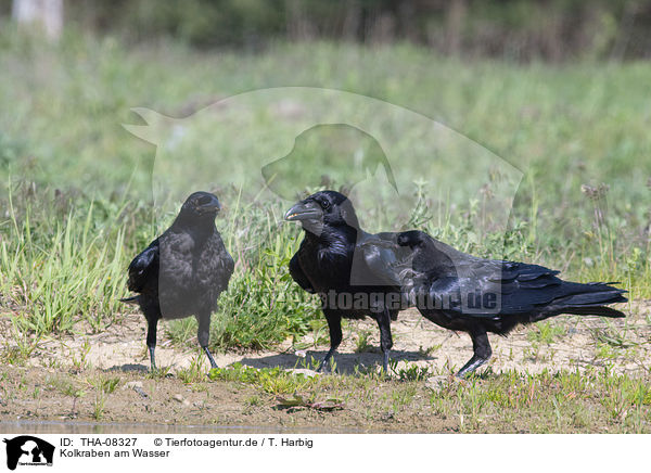 Kolkraben am Wasser / Northern Ravens at the water / THA-08327