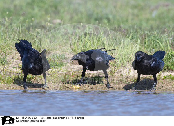 Kolkraben am Wasser / Northern Ravens at the water / THA-08333