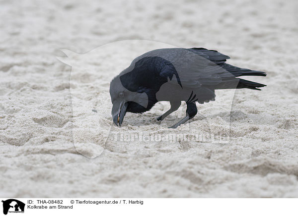 Kolkrabe am Strand / Northern Raven at the beach / THA-08482