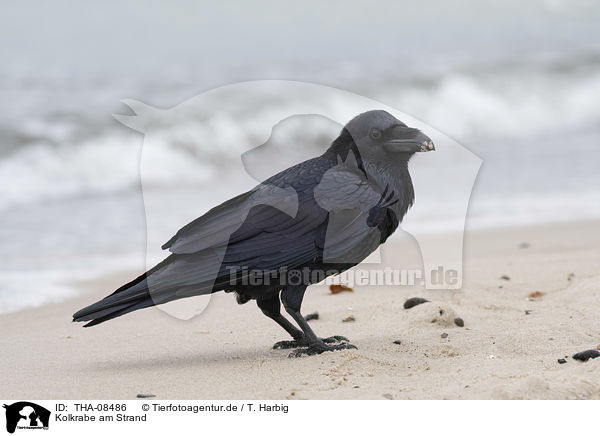 Kolkrabe am Strand / Northern Raven at the beach / THA-08486