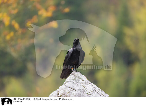 Kolkrabe / common raven / PW-11633
