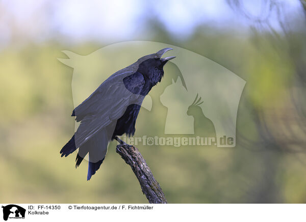 Kolkrabe / common raven / FF-14350