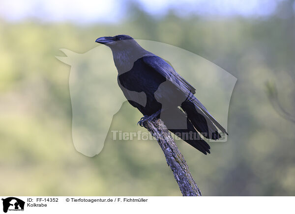 Kolkrabe / common raven / FF-14352