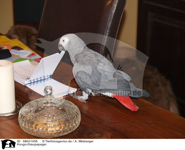 Kongo-Graupapagei / african grey parrot / AM-01456
