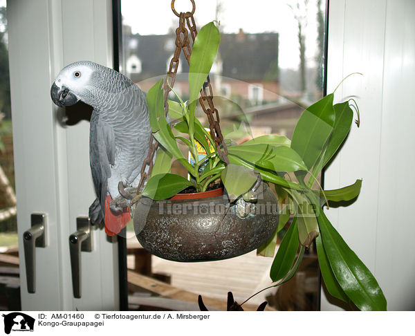 Kongo-Graupapagei / african grey parrot / AM-01460