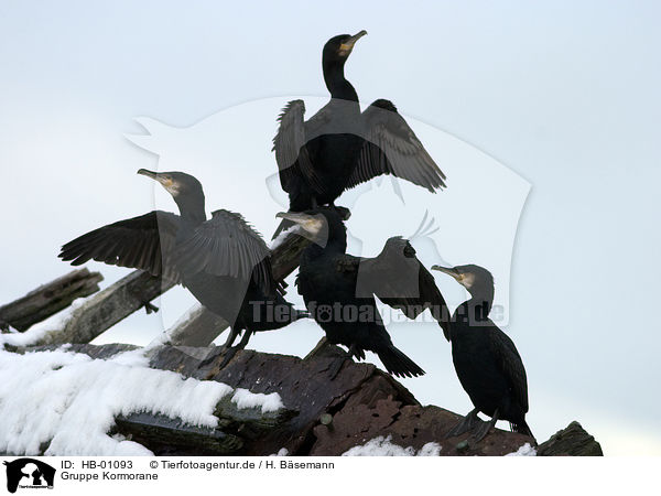 Gruppe Kormorane / group of Great Cormorants / HB-01093