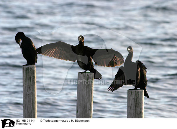 Kormorane / cormorants / HB-01141