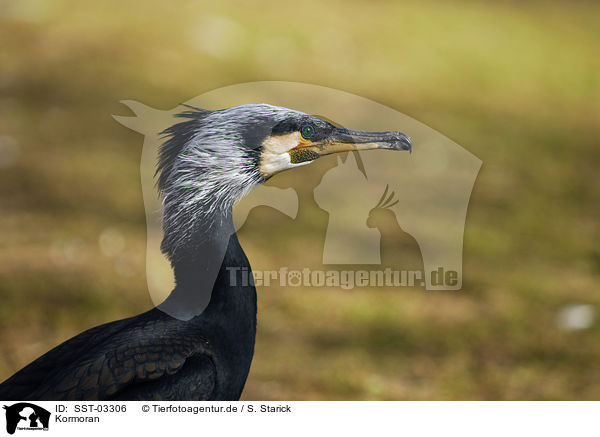 Kormoran / great cormorant / SST-03306