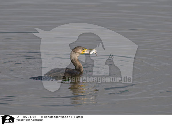 fressender Kormoran / eating cormorant / THA-01704