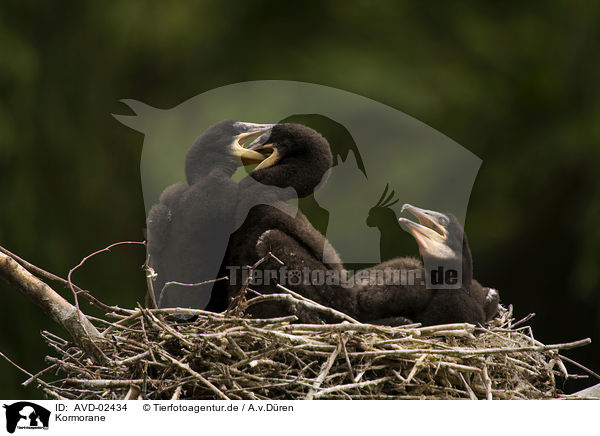 Kormorane / cormorants / AVD-02434