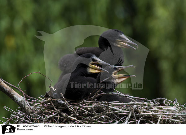 Kormorane / cormorants / AVD-02443