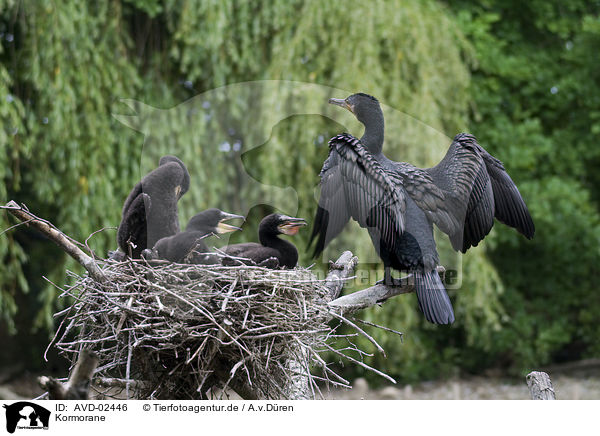 Kormorane / cormorants / AVD-02446