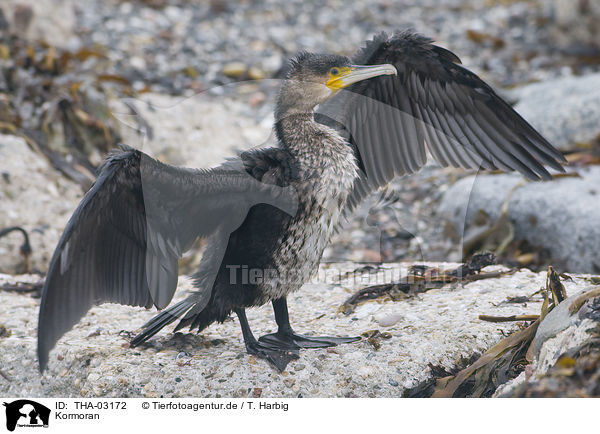 Kormoran / cormorant / THA-03172