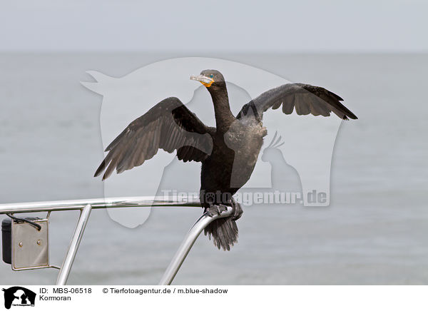 Kormoran / cormorant / MBS-06518