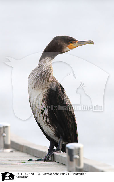 Kormoran / cormorant / FF-07470