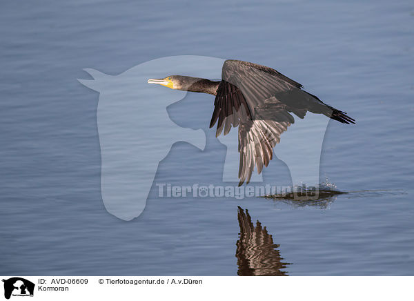 Kormoran / cormorant / AVD-06609