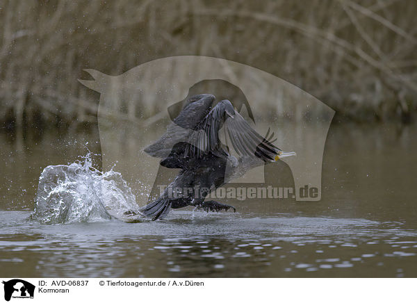 Kormoran / cormorant / AVD-06837