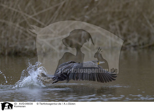 Kormoran / cormorant / AVD-06838