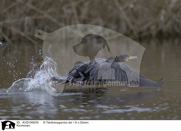 Kormoran / cormorant / AVD-06839