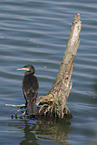 Kormoran