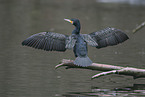 Kormoran