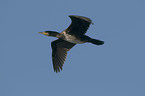 fliegender Kormoran