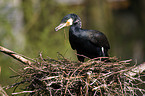 Kormoran