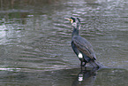 Kormoran