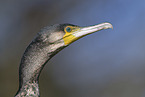 Kormoran