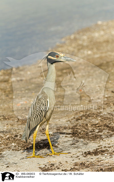 Krabbenreiher / yellow-crowned night heron / WS-06903