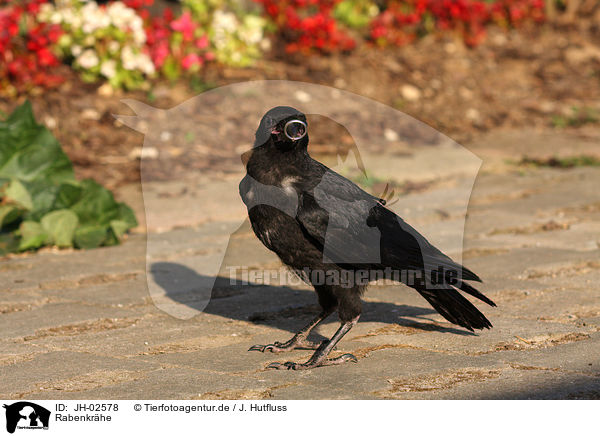 Rabenkrhe / carrion crow / JH-02578