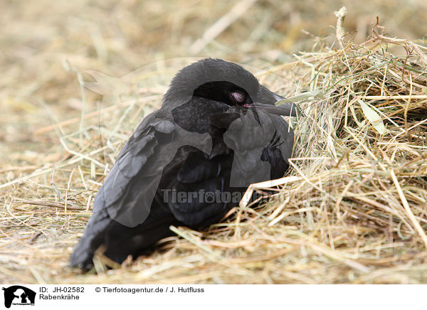 Rabenkrhe / carrion crow / JH-02582