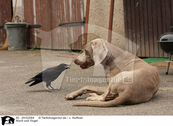 Hund und Vogel / dog and bird / JH-02584