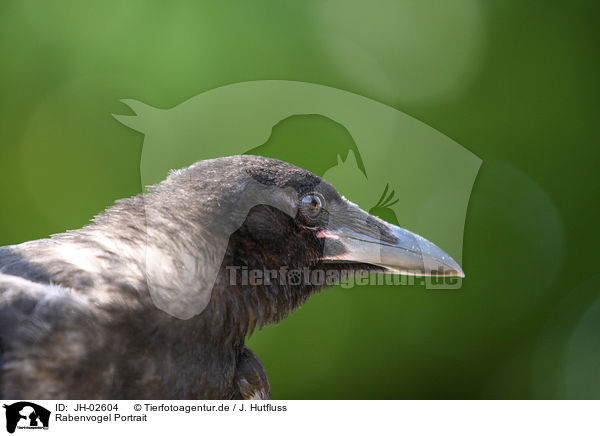 Rabenvogel Portrait / carrion crow portrait / JH-02604