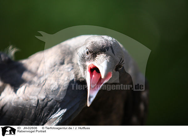 Rabenvogel Portrait / JH-02606