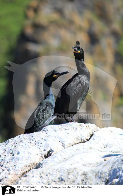 Krhenscharben / European shags / FF-01446