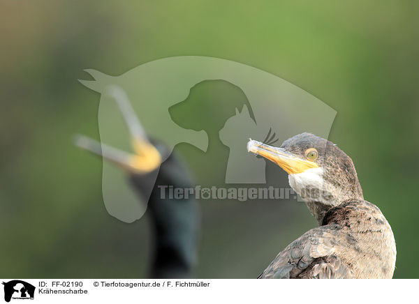 Krhenscharbe / common shag / FF-02190