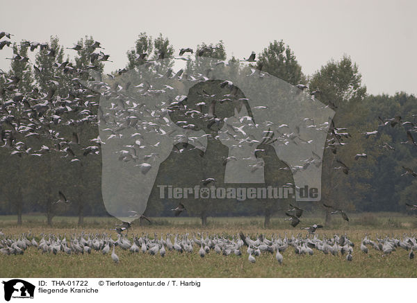 fliegende Kraniche / flying common cranes / THA-01722