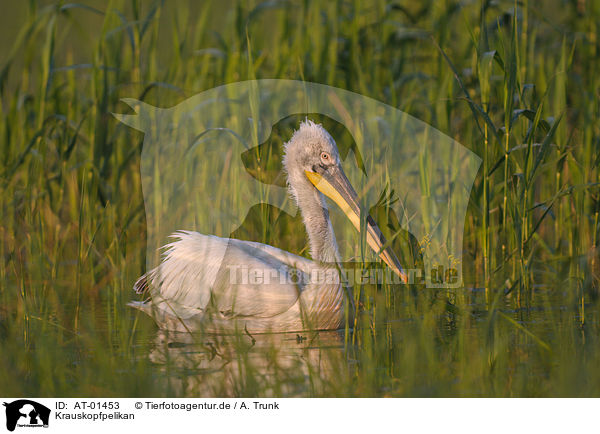 Krauskopfpelikan / Dalmatian pelican / AT-01453