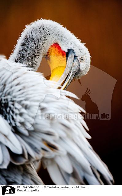 Krauskopfpelikan / Dalmatian pelican / MAZ-04688