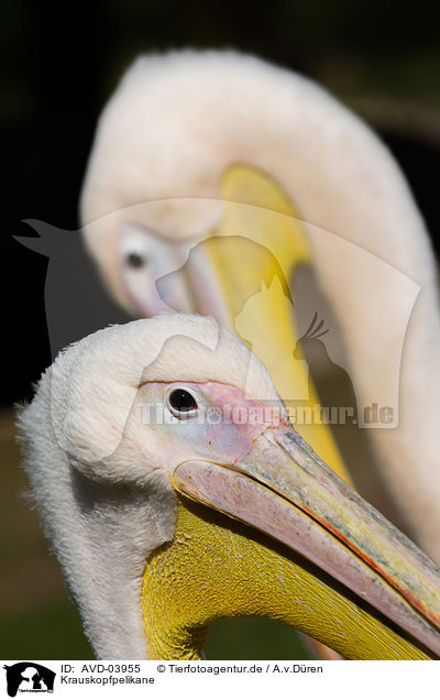 Krauskopfpelikane / Dalmatian pelicans / AVD-03955