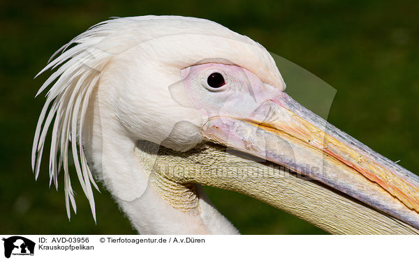 Krauskopfpelikan / Dalmatian pelican / AVD-03956