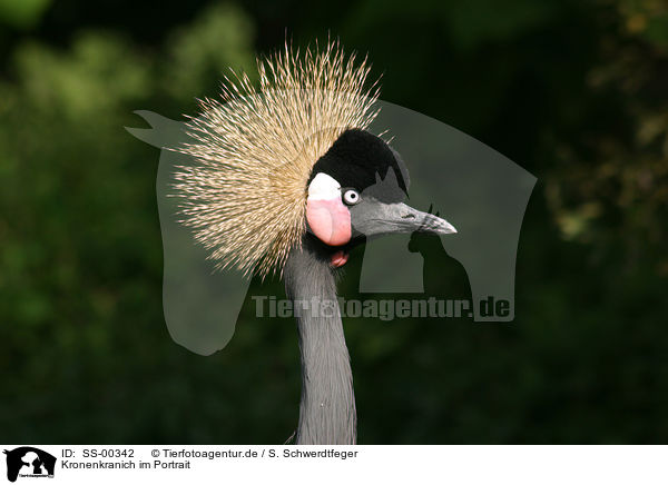 Kronenkranich im Portrait / Crowned Crane Portrait / SS-00342