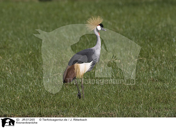 Kronenkraniche / crowned cranes / JR-01265