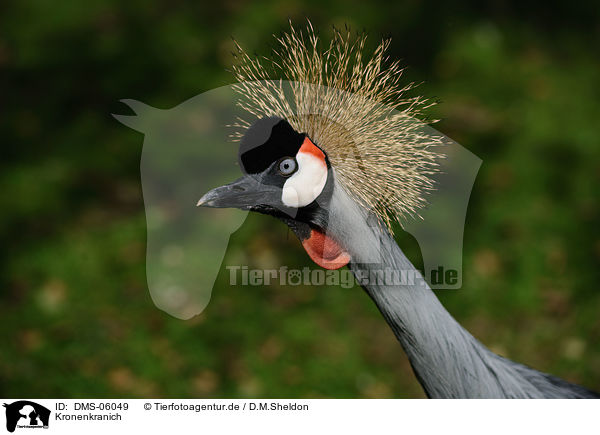 Kronenkranich / crowned crane / DMS-06049