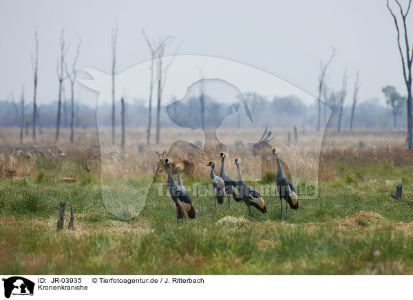 Kronenkraniche / crowned cranes / JR-03935