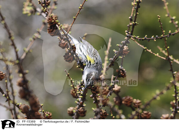 Kronenwaldsnger / butterbutt / FF-15369